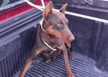 FIRMA PROPIETARIO DE CAN AGRESIVO RESPONSIVA CON LA UNIDAD CANINA DE HUAMANTLA