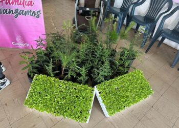 Entrega DIF de Cuapiaxtla huertos familiares.