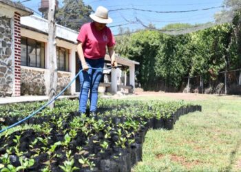 ENTREGARÁ AYUNTAMIENTO DE HUAMANTLA PLANTAS DE DALIA EN EL MARCO DE LA FERIA 2023