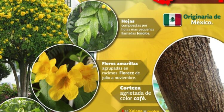 Participa en la jornada de reforestación en Tocatlán.