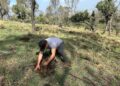 Realizan en Terrenate jornada de reforestación 2023.