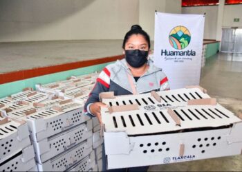 INVITA AYUNTAMIENTO DE HUAMANTLA A ADQUIRIR PAQUETES DE ESPECIES MENORES A BAJO COSTO