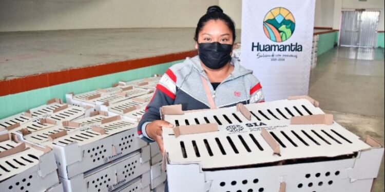 INVITA AYUNTAMIENTO DE HUAMANTLA A ADQUIRIR PAQUETES DE ESPECIES MENORES A BAJO COSTO