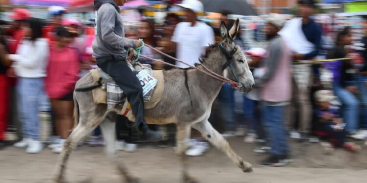 CREATIVIDAD Y ADRENALINA SE VIVE EN LA TRADICIONAL CARRERA DE BURROS EN LA FERIA HUAMANTLA 2023