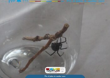 Tocatlán | Con éxito realizan concurso de la araña en Tocatlán.