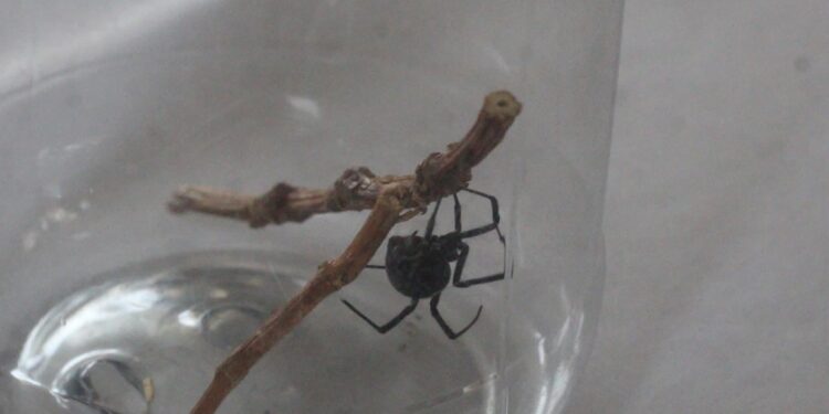 Tocatlán | Con éxito realizan concurso de la araña en Tocatlán.