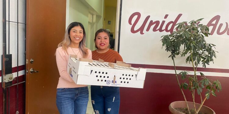 Cuapiaxtla | Entrega ayuntamiento de Cuapiaxtla y SIA aves de traspatio.