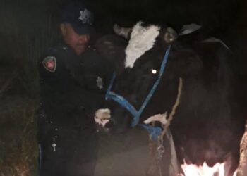 RECUPERA POLICÍA DE HUAMANTLA GANADO BOVINO TRAS OPERATIVO EN EL CARMEN XALPATLAHUAYA