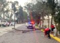 RETIRA PROTECIÓN CIVIL DE HUAMANTLA ÁRBOL CAÍDO SOBRE EL BULEVAR FERNANDO HERNÁNDEZ CARRASCO