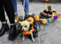 INVITA GOBIERNO DE HUAMANTLA A LA TERCERA EDICIÓN DEL CONCURSO DE MASCOTAS “PERRORÍFICO”
