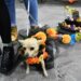 INVITA GOBIERNO DE HUAMANTLA A LA TERCERA EDICIÓN DEL CONCURSO DE MASCOTAS “PERRORÍFICO”