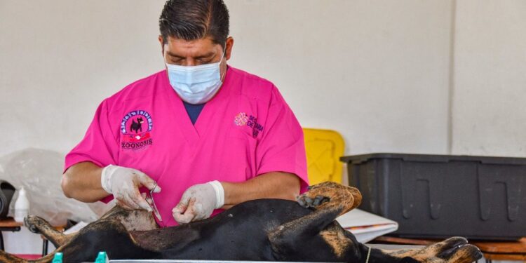 EN EL CENTRO CÍVICO DE HUAMANTLA, ESTE LUNES SE EFECTUARÁ LA CAMPAÑA DE ESTERILIZACIÓN CANINA Y FELINA