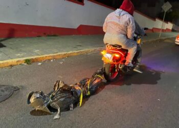 Terrenate – Realizan con éxito actividades de “Día de muertos” en Terrenate.