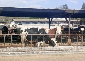 Con operativos de seguridad estratégicos se previene el abigeato en Huamantla