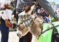 INICIA ACTIVIDADES DE LA FERIA DE HUAMANTLA 2024 CON LA GRAN CARRERA DE BURROS