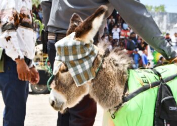 INICIA ACTIVIDADES DE LA FERIA DE HUAMANTLA 2024 CON LA GRAN CARRERA DE BURROS