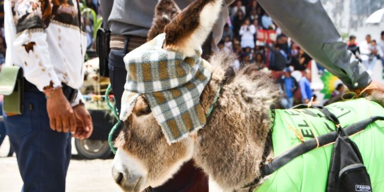INICIA ACTIVIDADES DE LA FERIA DE HUAMANTLA 2024 CON LA GRAN CARRERA DE BURROS