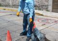 Trabaja la CAPAMH en desazolve de drenaje en calle matamoros.